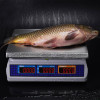 Торговые настольные весы M-ER 329 AC-32.5 IP68 